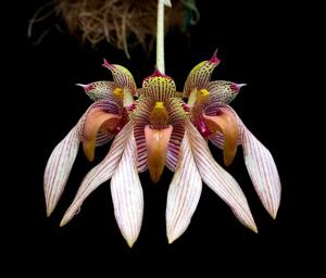 Bulbophyllum bicolor