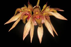 Bulbophyllum bicolor