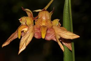 Bulbophyllum bicolor