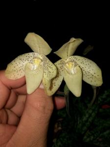 Paphiopedilum concolor