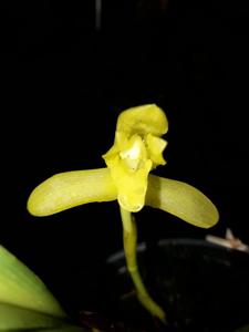 Maxillaria rufescens