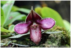 Paphiopedilum rungsuriyanum