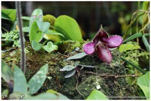 Paphiopedilum rungsuriyanum