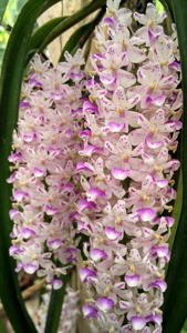 Rhynchostylis retusa