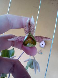 Catasetum fuchsii