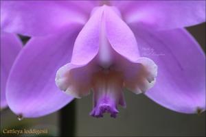 Cattleya loddigesii