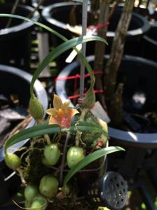 Bulbophyllum capillipes