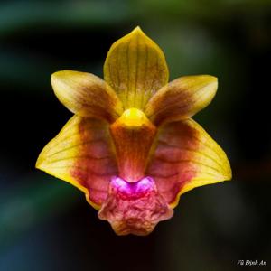 Bulbophyllum capillipes