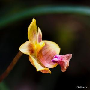 Bulbophyllum capillipes