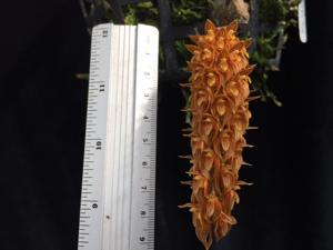 Bulbophyllum careyanum