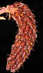 Bulbophyllum careyanum