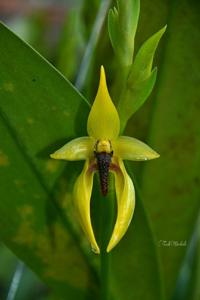 Bulbophyllum amplebracteatum subsp. carunculatum