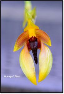 Bulbophyllum amplebracteatum subsp. carunculatum