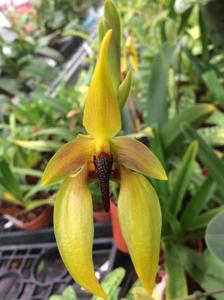 Bulbophyllum amplebracteatum subsp. carunculatum