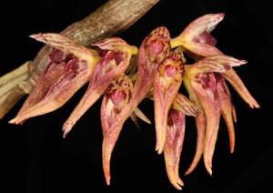 Bulbophyllum cauliflorum