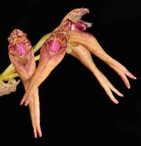 Bulbophyllum cauliflorum