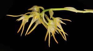 Bulbophyllum cauliflorum