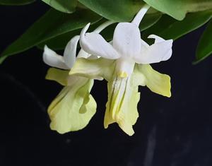 Dendrobium uniflorum