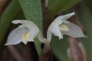 Bulbophyllum clandestinum