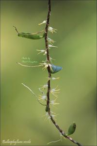 Bulbophyllum clandestinum