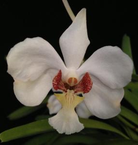 Vanda barnesii