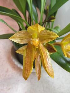 Bulbophyllum cootesii