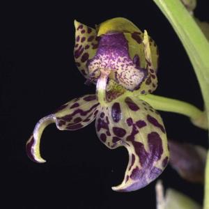 Bulbophyllum cornutum