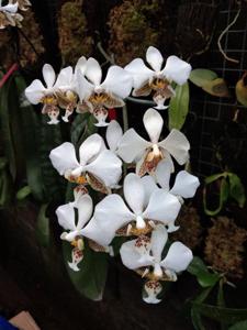 Phalaenopsis stuartiana