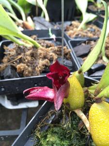 Bulbophyllum cruentum