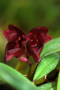 Bulbophyllum cruentum