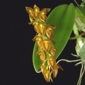 Bulbophyllum cupreum