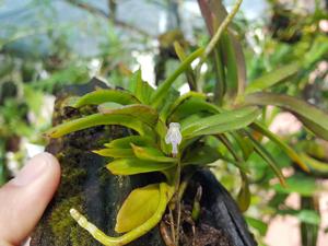 Cleisocentron malipoense