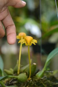 Bulbophyllum dearei