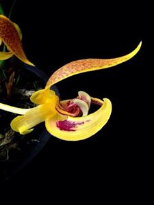 Bulbophyllum dearei