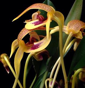 Bulbophyllum dearei