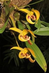 Bulbophyllum dearei