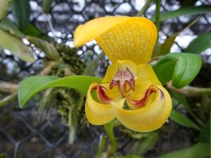 Bulbophyllum dearei