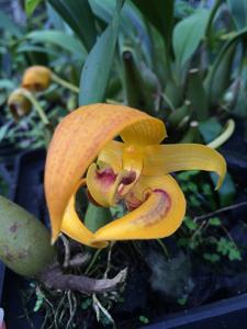 Bulbophyllum dearei