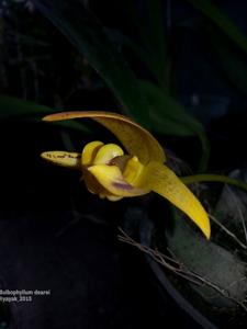 Bulbophyllum dearei