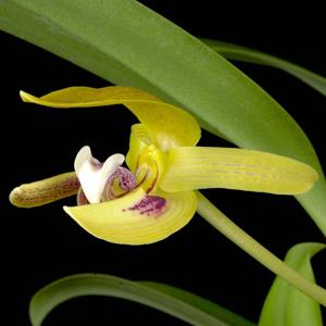 Bulbophyllum dearei