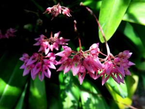 Bulbophyllum fenestratum