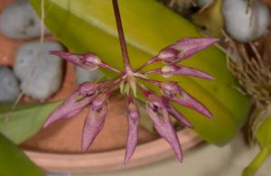 Bulbophyllum fenestratum