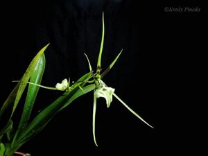 Brassia gireoudiana