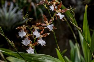 Miltonia cuneata