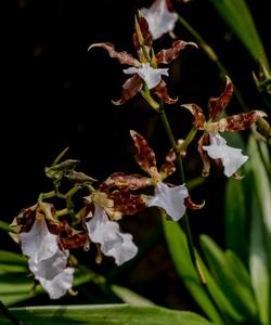 Miltonia cuneata