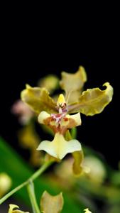 Oncidium planilabre