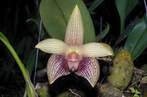 Bulbophyllum facetum