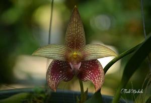 Bulbophyllum facetum