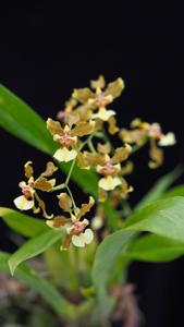 Oncidium planilabre