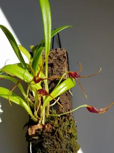 Masdevallia herradurae
